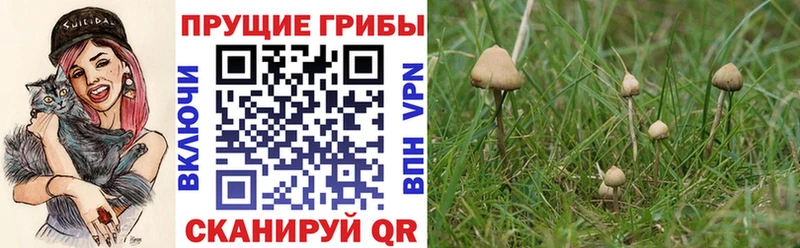 Псилоцибиновые грибы прущие грибы  Купить  Новотроицк 